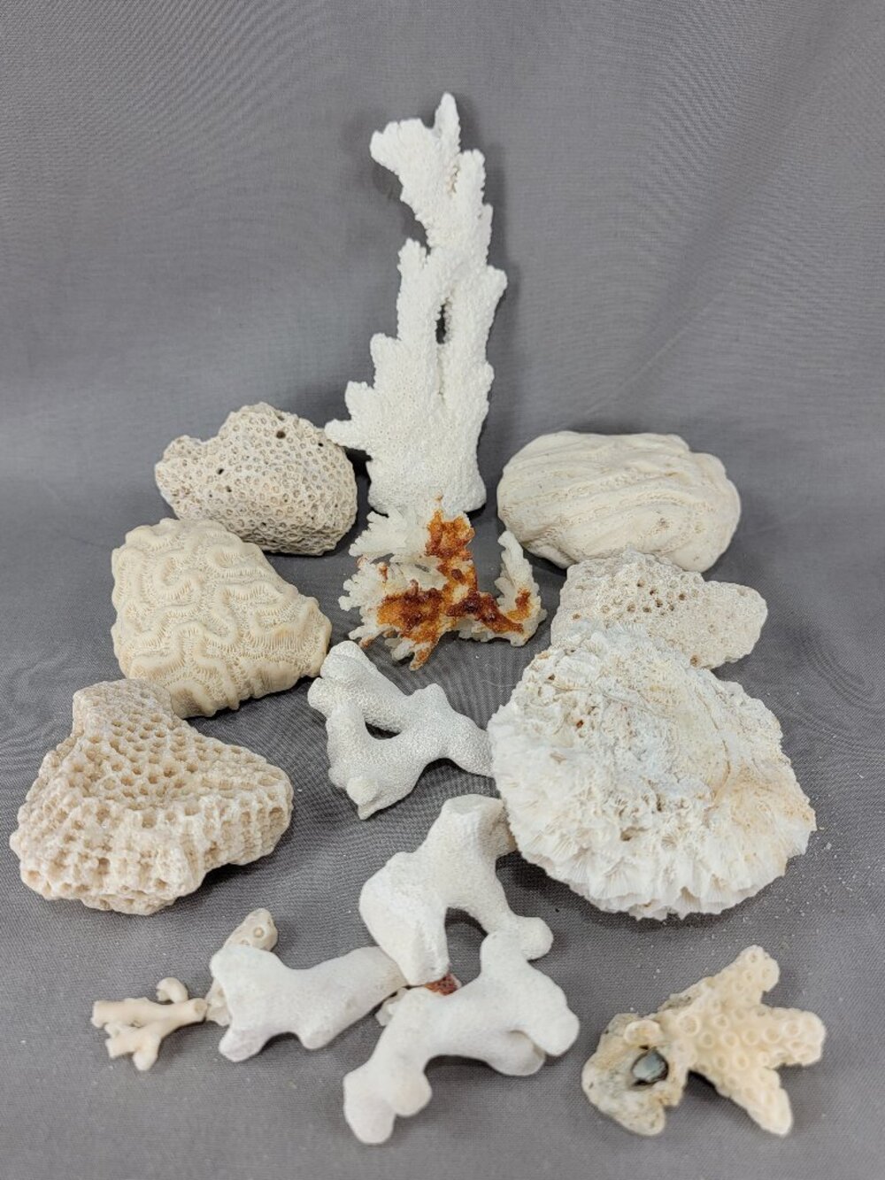 Vtg Natural Sea Coral Mixed Lot Dried Branch Cluster Brain Nautical Decor - Picture 5 of 7